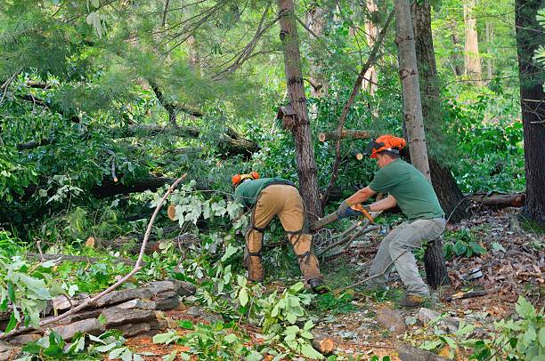 Best Tree Disease Treatment  in Fairbanks Ranch, CA